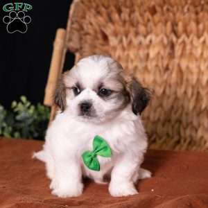 Seth, Teddy Bear Puppy